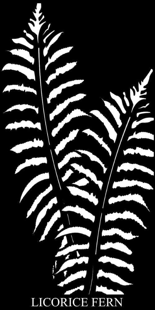 Licorice Fern pattern render